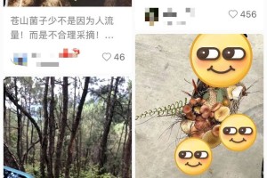 “大理的野生菌马上要被游客采绝了”，官方回应