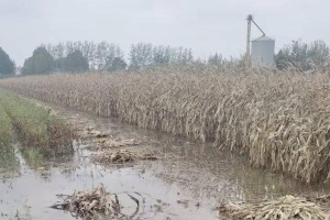 秋雨连绵的秋收：农户手掰背扛抢收，玉米霉变发芽