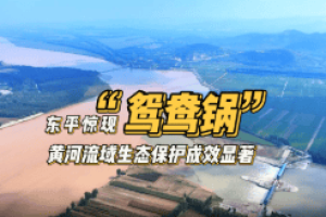 东平惊现“鸳鸯锅”！黄河流域生态保护成效显著