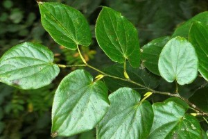 临沧发现植物活化石水青树，野生种群极少，保护价值十分高