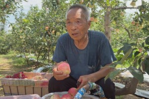 【乡村振兴进行时】富平县梅家坪镇早熟苹果抢鲜上市