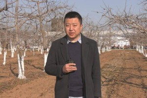 【每月农事】柿园冬管要重视 保障来年好收成