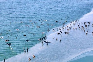 陕西洽川黄河湿地：万羽翔集 舞动“冰河”