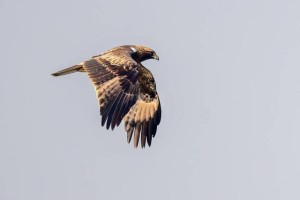 四川德阳又迎“稀客”！ 国家二级保护动物靴隼雕首次现身旌湖