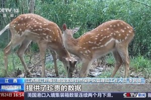 无人机热成像拍摄到最大野生梅花鹿种群