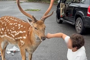 大连网红梅花鹿“花花”离世 志愿者：无外伤，死因不明，遗体已被掩埋