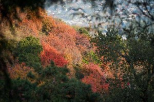 北京香山有支“园林美容师”队伍，每天背2吨垃圾下山