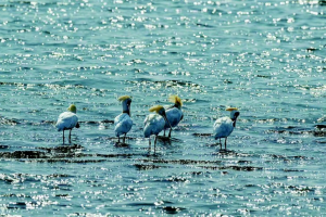 首批黑脸琵鹭抵达庄河，开始新一轮的生儿育女