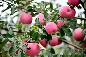 大美富平｜石川河畔的苹果红了