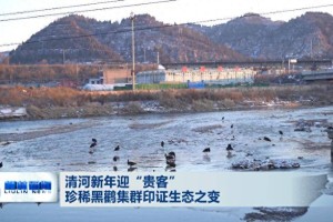 清河新年迎“贵客” 珍稀黑鹳集群印证生态之变