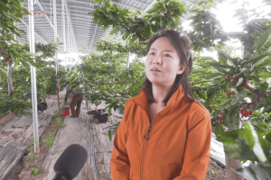 三河村：大棚樱桃抢“鲜”上市 “甜蜜产业”助农增收