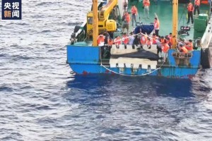 我国首次成功救治搁浅短肢领航鲸