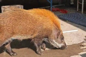 广州男子“野猪大改造”引热议 专家提醒谨慎收养野生动物