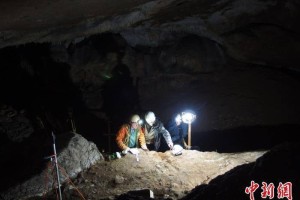 人类最早何时会用鲸骨制作工具？国际最新研究发现2万年前证据