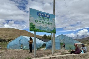 辉煌60年·我们的家园｜“天选之种”在西藏错那种出绿色奇迹