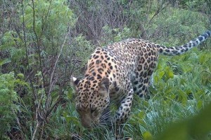 消失30年，距北京仅160公里，“中国豹”回来了