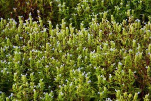 跳蚤草的重生：从濒危植物到“致富草”