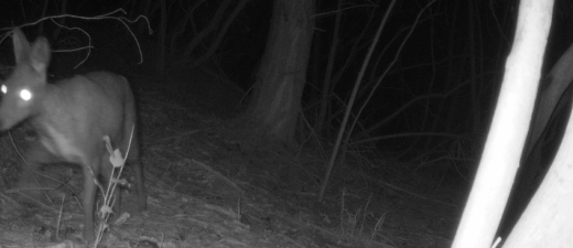 国家一级保护动物林麝现身花溪山林