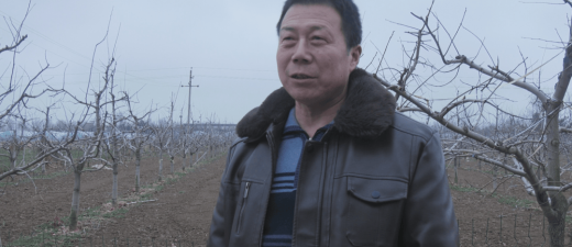 富平县果业发展中心：春季柿园管理培训走进淡村镇