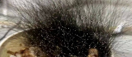 男子春节前将牛肉饭遗忘在办公室 长出15厘米“黑色丛林”