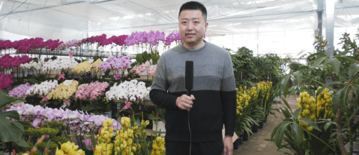 【骏彩新程 乐游富平】暖棚花潮涌 年味扑面来